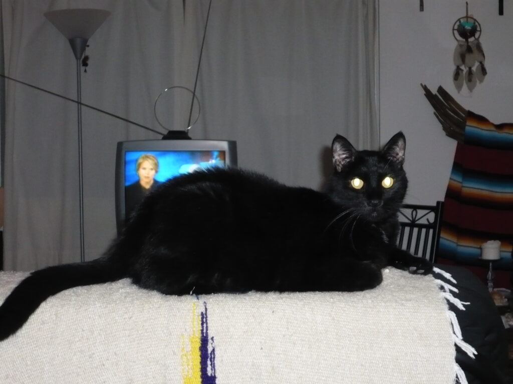 black cat - AZ Social Media Wiz One of my black cats