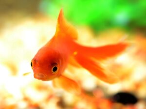 A goldfish has a higher attention span that humans
